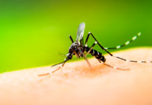 Dengue: como bajar los 1830 casos reportados en 2018?