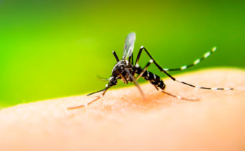 Dengue: como bajar los 1830 casos reportados en 2018?