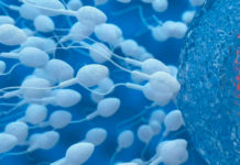 Científicos argentinos están muy cerca de mejorar la selección de espermatozoides para la fecundación asistida