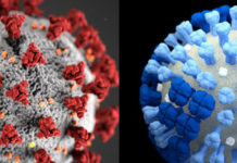 Qué hay detrás de los casos de influenza «históricamente bajos» a nivel global y como afecta covid 19