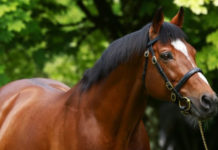 Las conclusiones del ensayo clínico de suero equino hiperinmune que aprobó la ANMAT