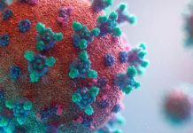 Expertos descubren por qué el coronavirus es una enfermedad vascular y no respiratoria