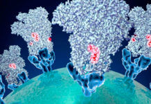 La viróloga argentina que más sabe sobre coronavirus: publicó 23 estudios y halló dos anticuerpos para desarrollar una terapia.