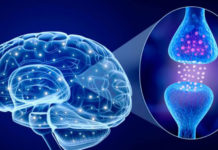 Dopamina, el neurotransmisor que nos da la felicidad.