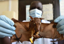 Crece la preocupación por la fiebre de Marburgo: un experto explica si puede llegar a la Argentina