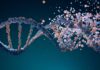 Los genes no son la única forma de transmitir rasgos de generación en generación