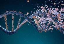 Los genes no son la única forma de transmitir rasgos de generación en generación