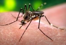 El dengue arrasa con más de 67 mil casos y 48 muertes en Argentina. ¿Qué está pasando?