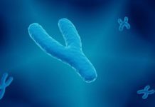 Impactante descubrimiento revela secretos asombrosos sobre la genética masculina