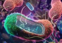 ¿Sabias que las bacterias intestinales están a punto de cambiar la forma en que tratamos la diabetes tipo 2?